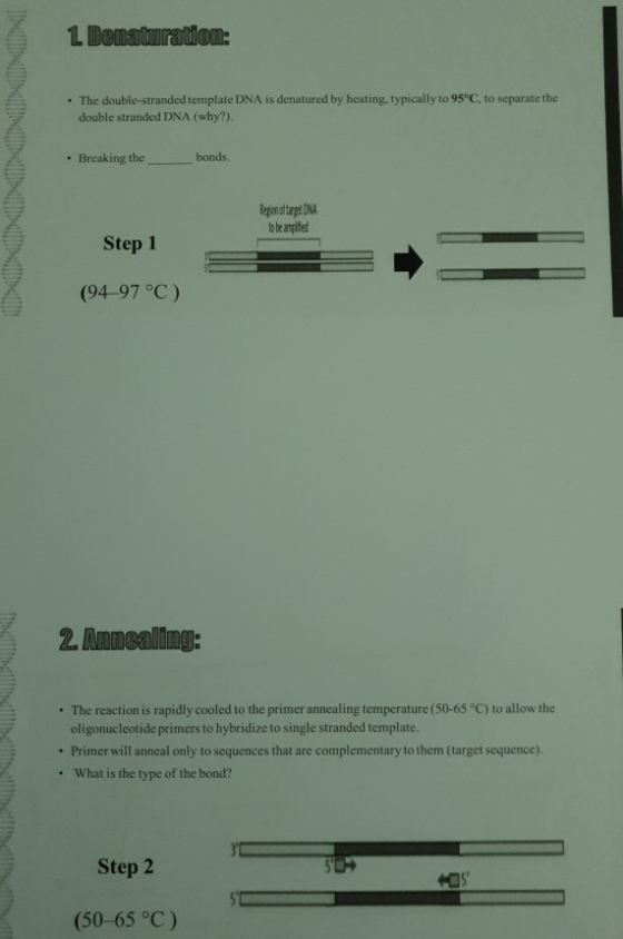 1 Dematuration: • The double-stranded template DNA is denatured by heating, typically to 95°C, to separate the double strande