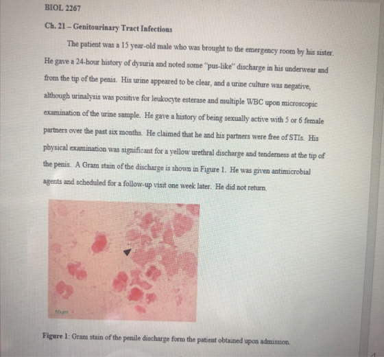 BIOL 2267 Ch. 21- Genitourinary Tract Infections The patient was a 15 year-old male who was brought to the emergency room by