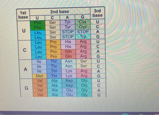 1st 2nd base 3rd U CAG base Phe Ser Tyr CysU Phe Ser Tyr Cys Leu Ser STOP STOP Leu Ser STOP Trp Leu Pro His Arg Leu ProHis Ar