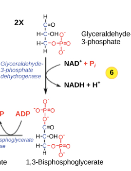 2x c=0 H-C-OHO Glyceraldehyde H-C-o-Po 3-phosphate HO Glyceraldehyde- NAD+P; 3-phosphate dehydrogenase NADH + H+ P ADPO Cao s