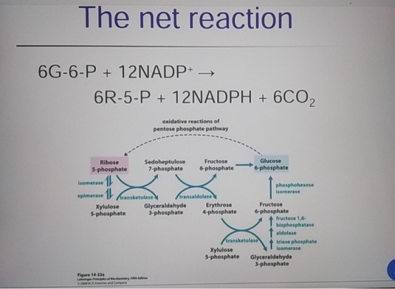 The net reaction 6G-6-P + 12NADP+ → 6R-5-P + 12NADPH + 6CO2 oxidative reactions of pentose phosphate pathway Ribose Sedoheptu