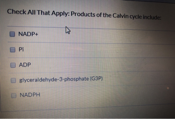 Check All That Apply: Products of the Calvin cycle include: NADP+ O Pi ADP glyceraldehyde-3-phosphate (G3P) NADPH
