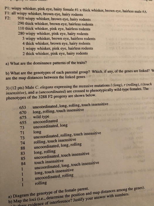 P1: wispy whisker, pink eye, hairy female #1 x thick whisker, brown eye, hairless male #A F1: all wispy whisker, brown eye, hairy rodents F2: 910 wispy whisker, brown eye, hairy rodents 290 thick whisker, brown eye, hairless rodents 110 thick whisker, pink eye, hairless rodents 280 wispy whisker, pink eye, hairy rodents 3 wispy whisker, brown eye, hairless rodents 4 thick whisker, brown eye, hairy rodents 1 wispy whisker, pink eye, hairless rodents 2 thick whisker, pink eye, hairy rodents a) What are the dominance patterns of the traits? b) What are the genotypes of each parental group? Which, if any, of the genes are linked? W are the map distances between the linked genes 3) (12 pts) Male C.elegans expressing the recessive mutations I (long),r (rolling), t (touch insensitive), and u (uncoordinated) are crossed to phenotypically wild-type females. The phenotypes of the 3288 F2 progeny are shown below. 653 uncoordinated, long, rolling, touch insensitive 670 long, rolling, touch insensitive 675 wild type 655 uncoordinated 73 uncoordinated, long 71 long 73 uncoordinated, rolling, touch insensitive 74 rolling, touch insensitive 88 uncoordinated, long, rolling 83 long, rolling 85 uncoordinated, touch insensitive 84 touch insensitive 1 uncoordinated, long, touch insensitive 1 long, touch insensitive uncoordinated, rolling rolling a) Diagram the genotype of the female parent. b) Map the loci (i.e., determine the position and map distances among the genes). lu there eyidence of interference? Justify your answer with numbers.