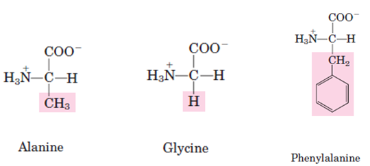 COO HUN-C-H CH COO- COO- HIN-C-H СН3 HN-C-H H Alanine Glycine Phenylalanine
