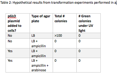 Table 2: Hypothetical results from transformation experiments performed in a pGLO plasmid added to cells? No No Type of agar plate Total # colonies # Green colonies under UV light LB LB + ampicillin LB + ampicillin LB + ampicillin+ arabinose 100 es