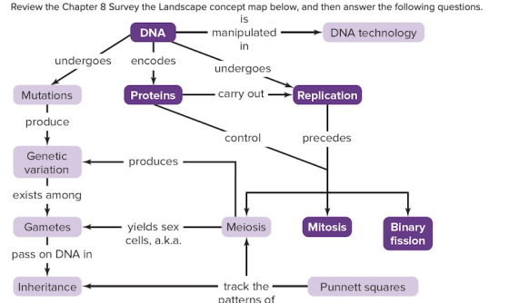 Review the Chapter 8 Survey the Landscape concept map below, and then answer the following questions. is DNA - manipulated DN