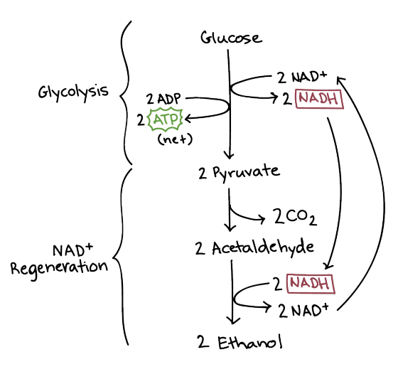 Glucose Glycolysis 2 NAD+ 6 72 NADHI 2 ADP 2 ATP}* (net) 2 Pyruvate NAD+ Regeneration) 1 2002 2 Acetaldehyde - 2 NADH 1 2 NAD