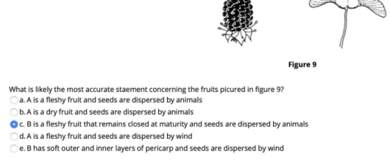 Figure 9 What is likely the most accurate staement concerning the fruits picured in figure 9? a. A is a fleshy fruit and seed