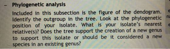 Phylogenetic analysis Included in this subsection is the figure of the dendogram. Identify the outgroup in the tree. Look at