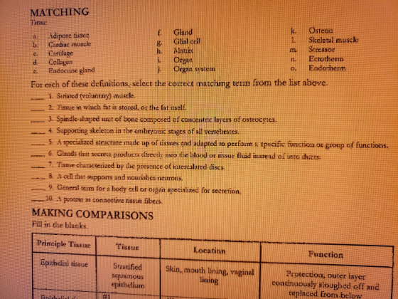 MATCHING TH C ! Osteon Adipose tissue Onlik Skeletal muscle Cardiac muscle Carclage NIELEN Stressor Collagen Organ Ectothen 0