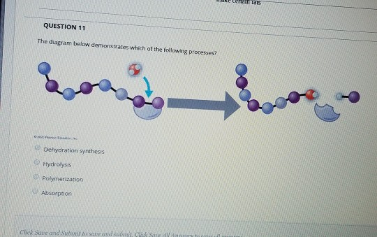e cena Lars QUESTION 11 The diagram below demonstrates which of the following processes? Borneo Dehydration synthesis Hydroly