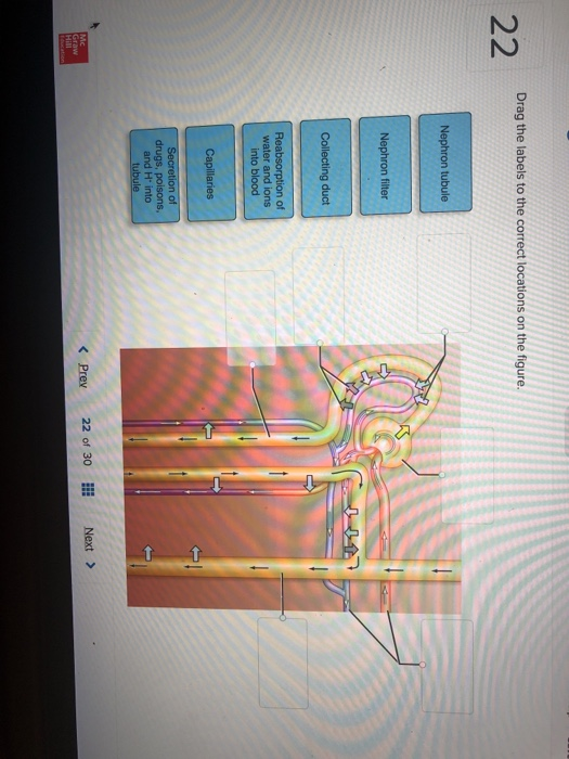 Drag the labels to the correct locations on the figure Nephron tubule Nephron filter Collecting duct n of water and ions into