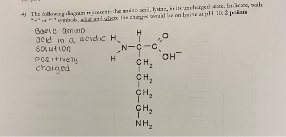 4) The following diagram represents the amino acid, lysine, in its uncharged state. Indicate, with + or symbols, what an