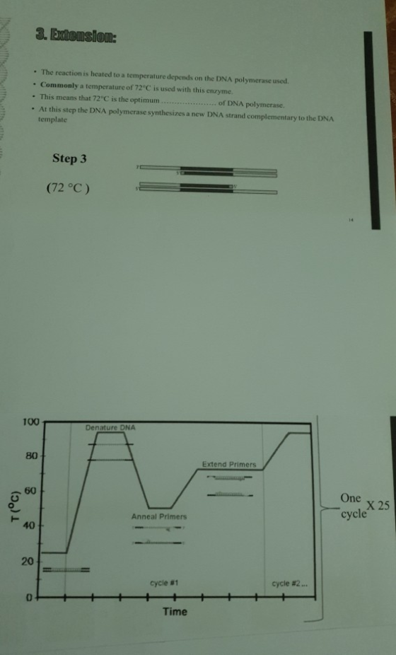 3. Extemslom: The reaction is heated to a temperature depends on the DNA polymerase used, . Commonly a temperature of 72°C is