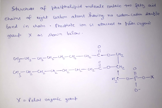 Stenchuse af phospholipid molecule contain two fatty acid chains of eight carbon atoms having no caston-carbon double bond in
