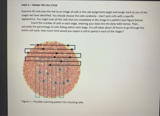 PART II - TIMING THE CELL CYCLE Examine 50 cells (see the link to an image of cells in the Lab assignment page) and assign ea