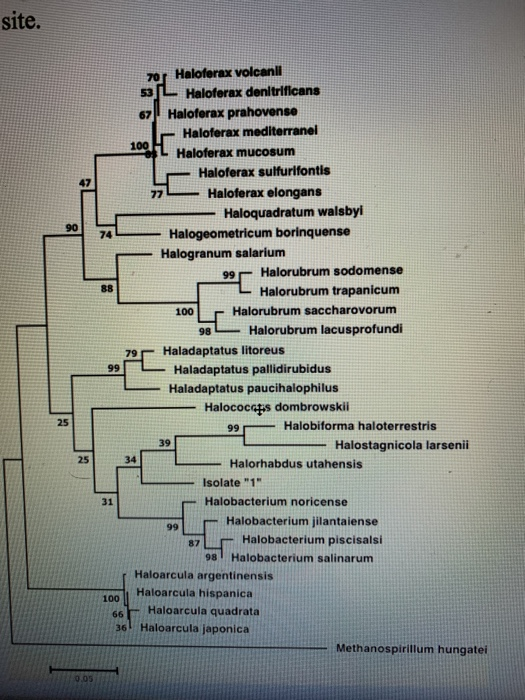 site. 100 zos Haloterax volcanli 53 Haloferax denitrificans 67 Haloferax prahovense Haloterax mediterranel 100 L Haloterax mu
