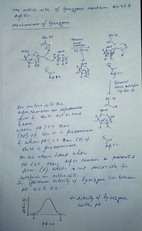 Glasf The active site of lysozgine contain Asb 52. mechanism of lysozyme 6u3s General and dyin HOthe of Glas 0.7 foto way P y