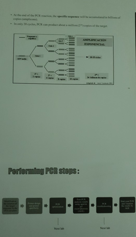 . At the end of the PCR reaction, the specific sequence will be accumulated in billions of copies (amplicons). • In only 20 c