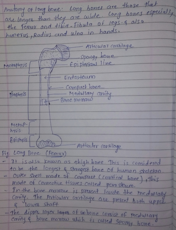 those nacomy or long bone: Long bones are ho ak lenget than hey are toide Cony bones espcialt, the fenur and tibia Eihula of