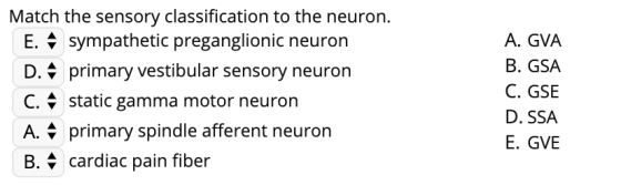 Match the sensory classification to the neuron E. sympathetic preganglionic neuron D. V primary vestibular sensory neuron C.