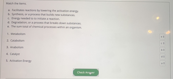 Match the items. a. Facilitates reactions by lowering the activation energy. b. Synthesis, or a process that builds new subst