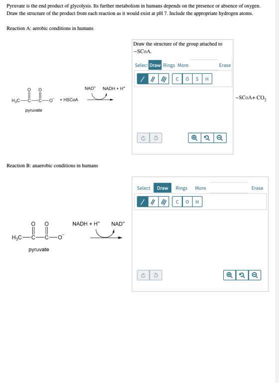 Pyruvate is the end product of glycolysis. Its further metabolism in humans depends on the presence or absence of oxygen. Dra