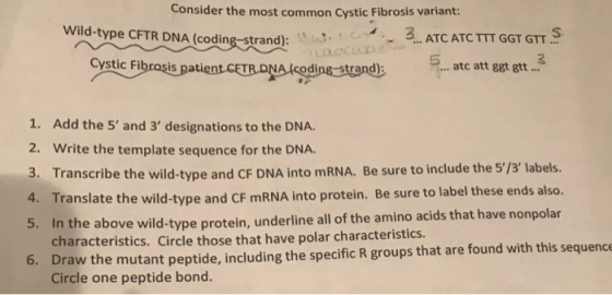 Consider the most common Cystic Fibrosis variant: Wild-type CFTR DNA (Coding-strand): 3 ATC ATC TTT GGT GTT atc att ggt gtt... Cystic Fibrosis odi 1. Add the 5 and 3 designations to the DNA. 2. Write the template sequence for the DNA 3. Transcribe the wild-type and CF DNA into mRNA. Be sure to include the 5/3 labels. 4. Translate the wild-type and CF mRNA into protein. Be sure to label these ends also. 5. In the above wild-type protein, underline all of the amino acids that have nonpolar characteristics. Circle those that have polar characteristics. Draw the mutant peptide, including the specific R groups that are found with this sequence Circle one peptide bond.
