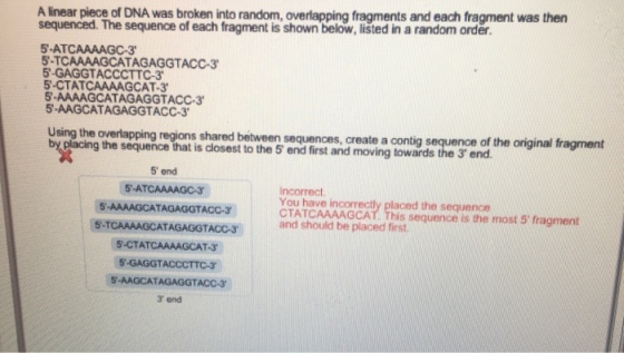 A linear piece of DNA was broken into random, overlapping fraqments and each fragment was then sequenced. The sequence of each fragment is shown below, listed in a random order 5-ATCAAAAGC-3 5-TC 5-GAGGTACCCTTC-3 5-CTATCAAAAGCAT-3 5-AAAAGCATAGAGGTACC-3 5-AAGCATAGAGGTACC-3 TAGAGGTACC-3 af the original fragment placing the sequence that is closest to the 5 end first and moving towards the 3 end. 5 end 5-ATCAAAAGC-3 5-AAAAGCATAGAGGTACC-3 5-TCAAAAGCATAGAGGTACC-3 5-CTATCAAAAGCAT-3 5-GAGGTACCCTTC- 5-AAGCATAGAGGTACC-3 3 and Incorrect You have incorrectly placed the sequence CAAAGCAT. This sequence is the most 5 fragment and should be placed first.
