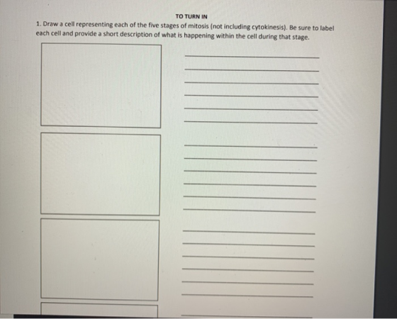 TO TURN IN 1. Draw a cell representing each of the five stages of mitosis (not including cytokinesis). Be sure to label each