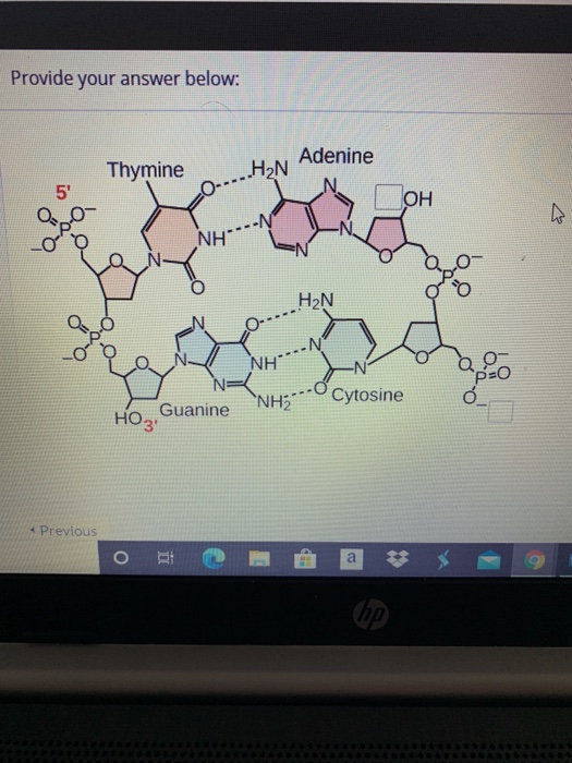 Provide your answer below: Adenine Thymine HN 5 OH NH- H2N NHN NE Guanine NH Cytosine HO3 Previous o