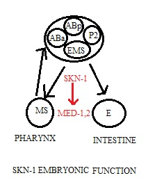 ABp ABa P2 EMS SKN-1 MS ) MED-12 E PHARYNX INTESTINE SKN-1 EMBRYONIC FUNCTION