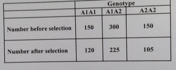 Genotype A1A1A1A2 A2A2 Number before selection 150 300 150 Number after selection 120 225 105