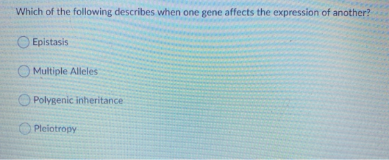 Which of the following describes when one gene affects the expression of another? Epistasis Multiple Alleles Polygenic inheri