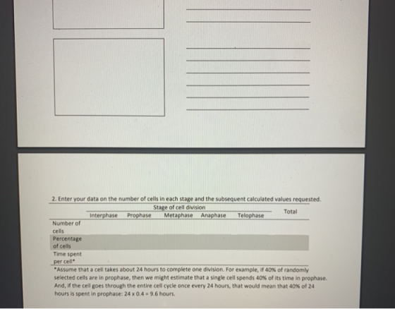 2. Enter your data on the number of cells in each stage and the subsequent calculated values requested. Stage of cell divisio