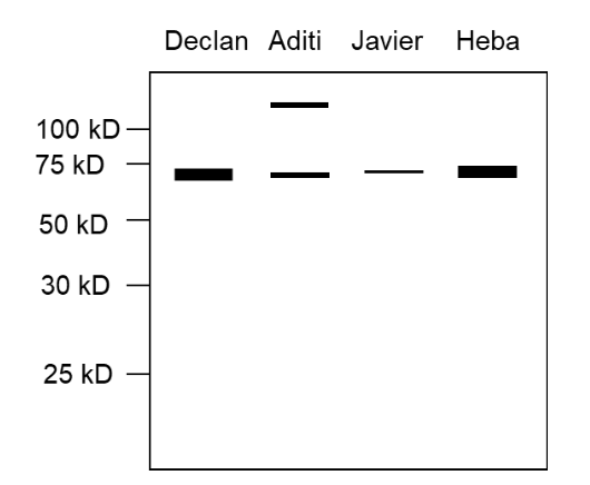 Declan Aditi Javier Heba 100 KD - 75 KD 50 kD 30 kD 25 kD