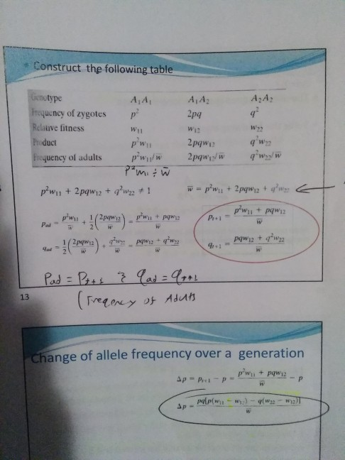 • Construct the following table AA2 A,Az 2pq Genotype AA Frequency of zygotes Relauve fitness Product Frequency of adults pw/