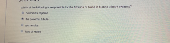 Which of the following is responsible for the filtration of blood in human urinary systems? bowmans capsule the proximal tub