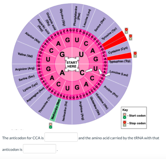 Glycine (Gly) (Glu) Glutamic acid Phenylalanine (Phe) Leucine (Leu) (Asp) Aspartic acid Serine (Ser) Alanine (Ala) chou GU Ty