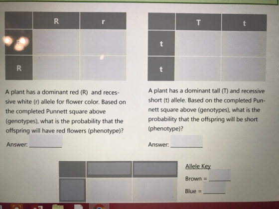 A plant has a dominant red (R) and reces- sive white (r) allele for flower color. Based on the completed Punnett square above genotypes), what is the probability that the offspring will have red flowers (phenotype)? Answer A plant has a dominant tall (T) and recessive short (t) allele. Based on the completed Pun- nett square above (genotypes), what is the probability that the offspring will be short (phenotype)? Answer: Allele Key Brown Blue =