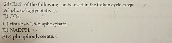 24) Each of the following can be used in the Calvin cycle except A) phosphoglycolate. B) CO2 C) ribulose-1,5-bisphosphate. D) NADPH. v E) 3-phosphoglycerate. (