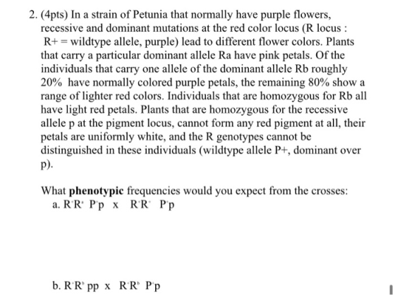 2. (4pts) In a strain of Petunia that normally have purple flowers, recessive and dominant mutations at the red color locus (