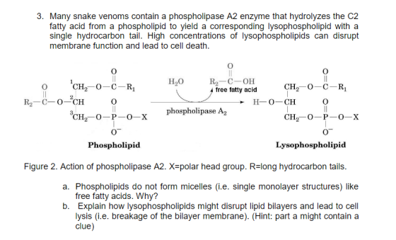 3. Many snake venoms contain a phospholipase A2 enzyme that hydrolyzes the C2 fatty acid from a phospholipid to yield a corre