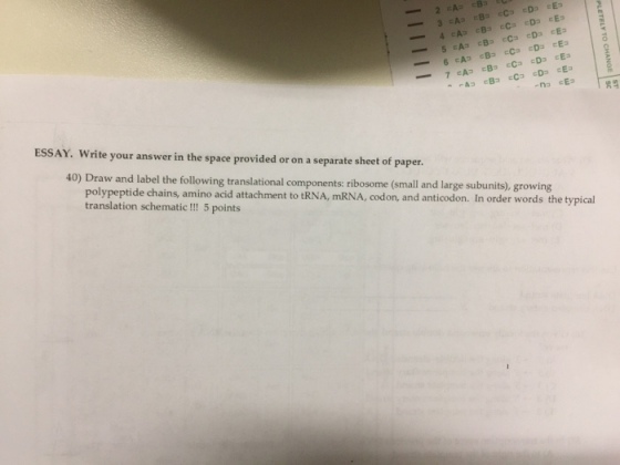 CD Ap ESSAY. write your answer in the space provided or on a separate sheet of paper. 40 Draw and label the following translational components: ribosome (small and large subunits, growing polypeptide chains, amino acid attachment to mRNA, codo and anticodon. In order words the typical translation schematic!!! 5 points