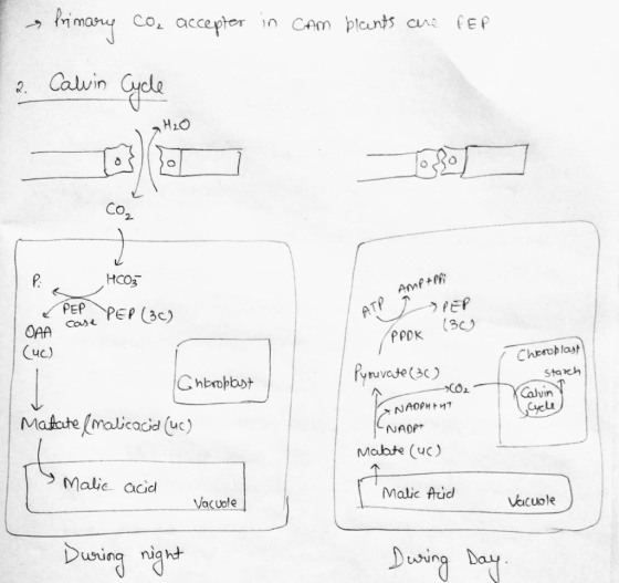 uy Co, accepter in Cam blants are PEP 2. Calvin Cycle H2O Pit H003 AMPAPP: PEP PEP (3C) ATP PEP CAA Cose PPDK (309 Cuc) . Chc