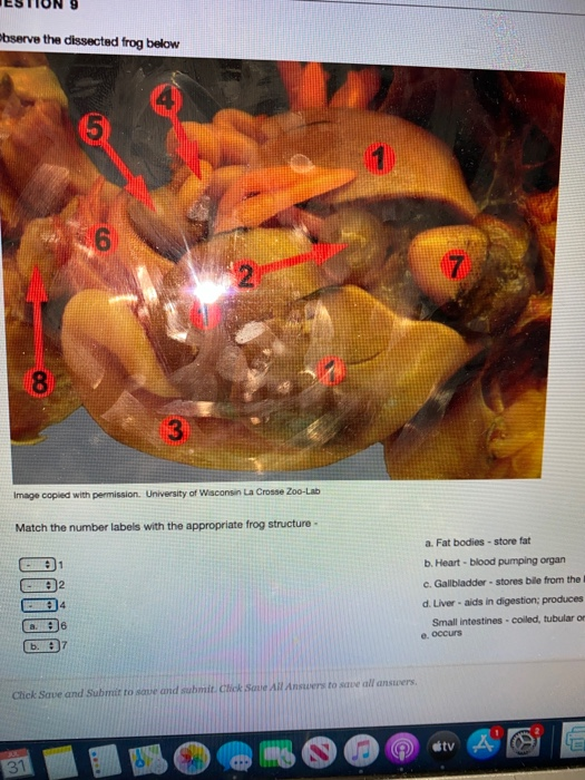 Observe the dissected frog below 6 8 Image copied with permission. University of Wisconsin La Crosse Zoo-Lab Match the number