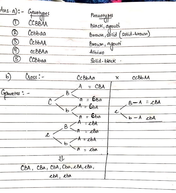 1 UT Aus.a):- Genotypes © CCBBM ® Cobbaa (3) СcЬБАА CCBBAA © CCBbaa ӨOево Рисионари Black, Agouti Brown, solid (solid-brown)