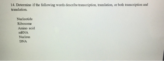 14. Determine if the following words describe transcription, translation, or both transcription and translation. Nucleotide Ribosome Amino acid mRNA Nucleus DNA