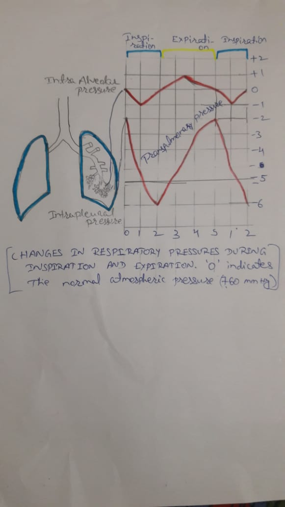 Inspi- Expiratin Prespiration ration On Intra Alveolar pressure con Pranspulmonary Pressure Intrapleung presse 1 2 3 4 5 1 2