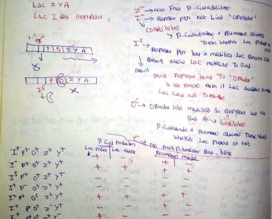 Lac ZYA Lac Is Repressor Z anon Frat B-Galactosidase I -> Repriser ptn not bind operates constilubie y B-Galach sidose 4 pes
